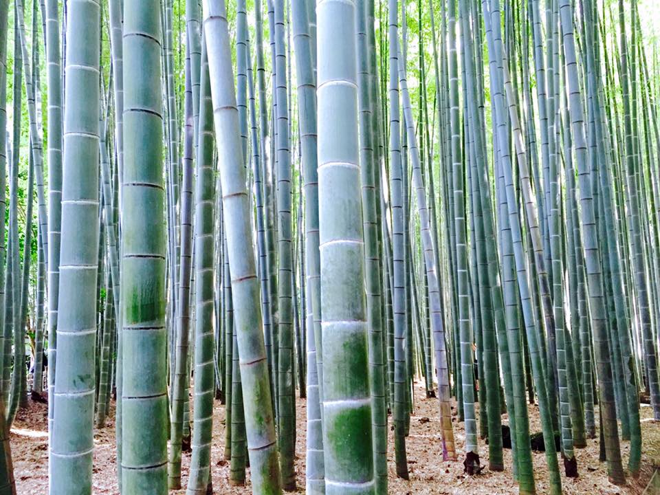 The Mystical Bamboo Grove of Arashiyama